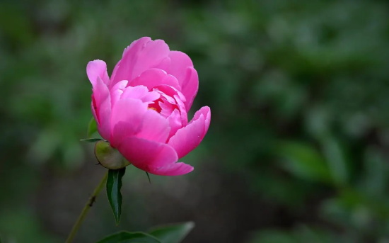 芍药花的花语是什么