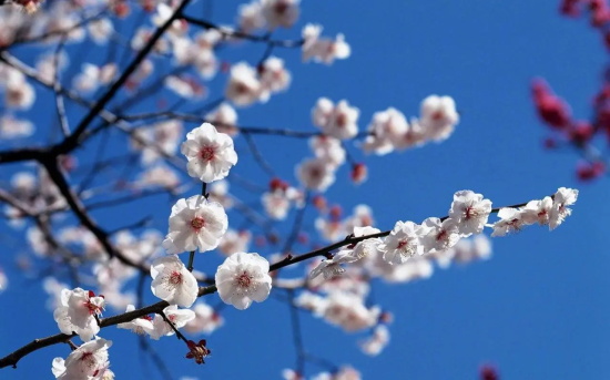 冬天花卉以及花语大全