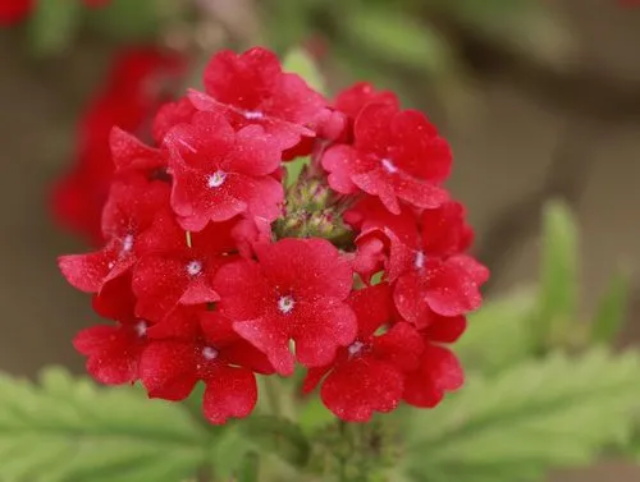 美人樱的花语是什么?