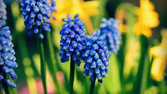 风信子花语