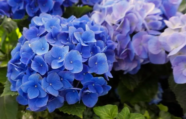 蓝色绣球花的花语