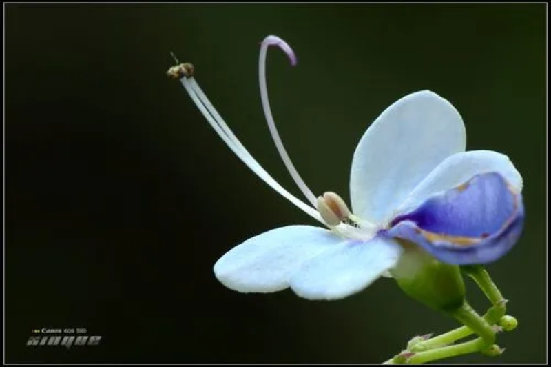 蝴蝶花的花语 蝴蝶花的传说