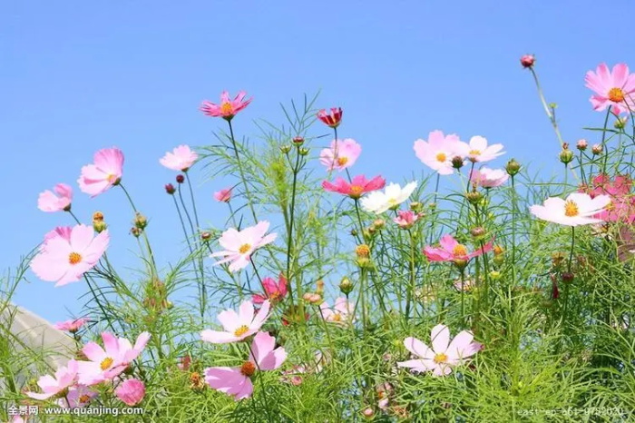 波斯菊的花语 波斯菊的传说
