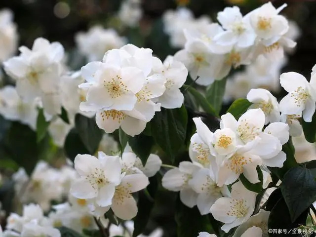 荼蘼花的花语