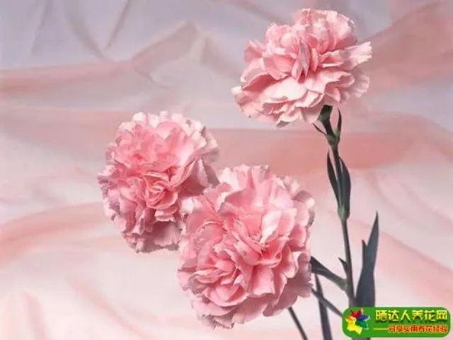 粉色康乃馨花语及其故事传说