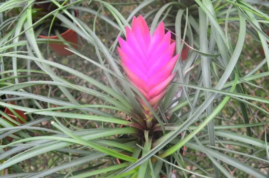 铁兰的花语是什么？