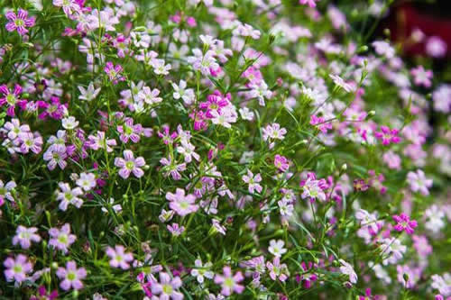 茶花可以用茶叶水浇吗 茶花浇黑绿水的正确方法