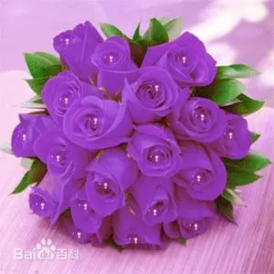 紫色玫瑰的花语是什么 紫玫瑰有什么寓意(图)