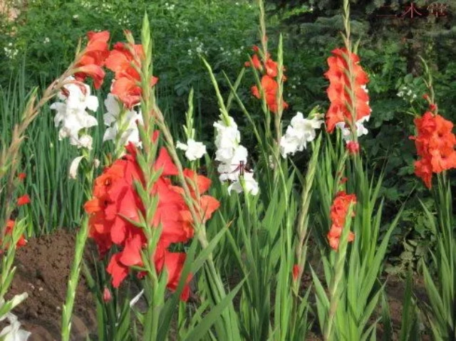 剑兰（唐菖蒲）花语含义大全