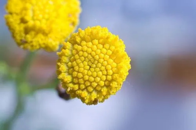 艾菊的花语：和平
