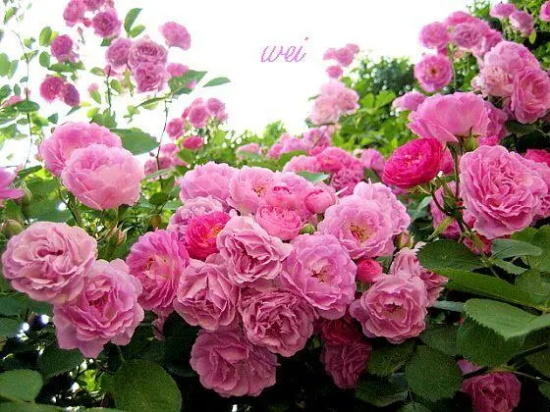 粉红蔷薇花花语 黄色蔷薇花花语