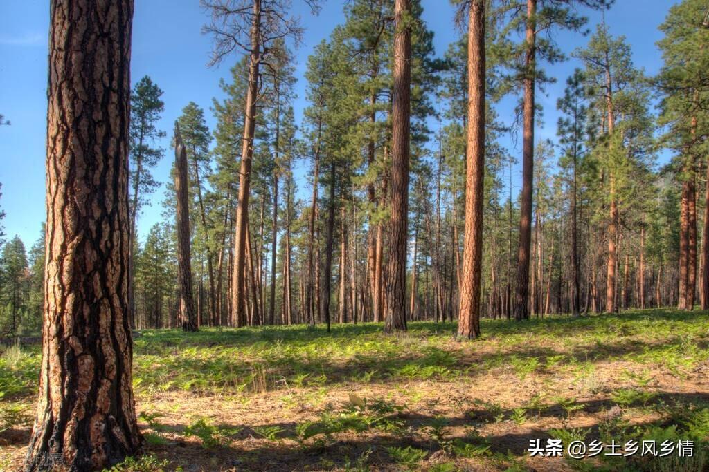 乔木灌木的区别在哪里(教你快速辨别乔木和灌木的不同)