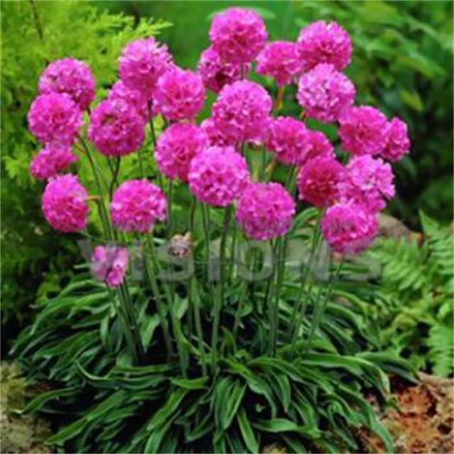 海石竹的花语是什么？