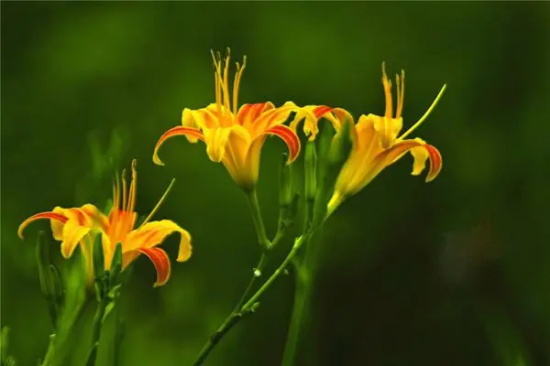 忘忧草花语是什么，忘忧草的的代表意义
