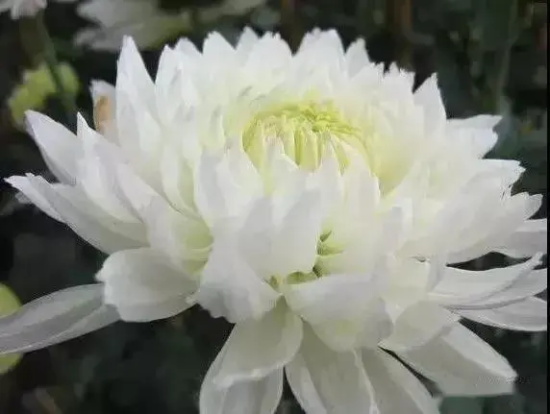 清明节扫墓用什么花？