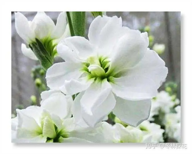 白色紫罗兰的花语是什么？