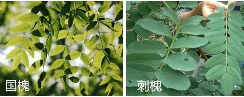 槐花什么时候开花的(家槐和洋槐的区别)