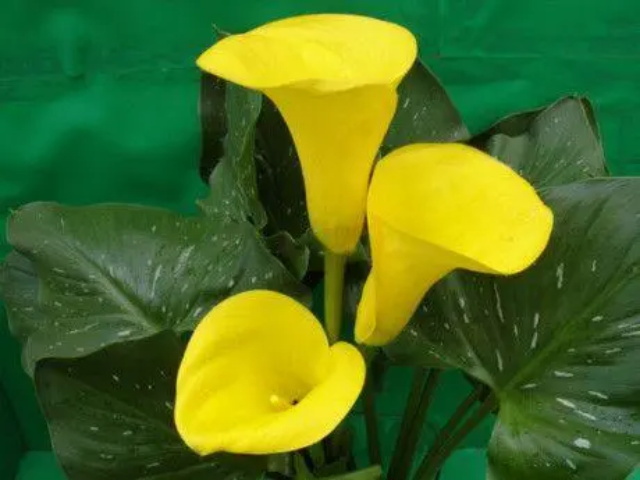 黄色马蹄莲花语是什么？