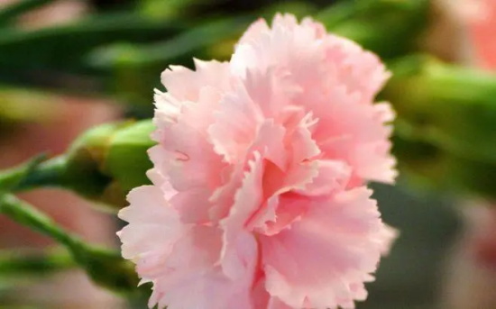 母亲节:康乃馨花语解析