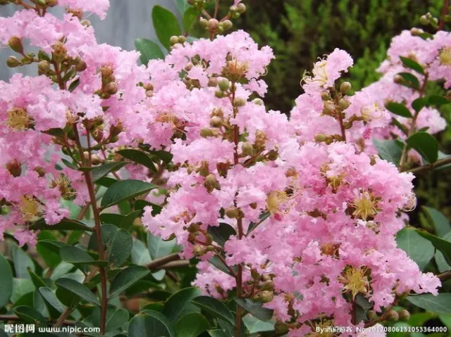 紫薇花的花语是什么？