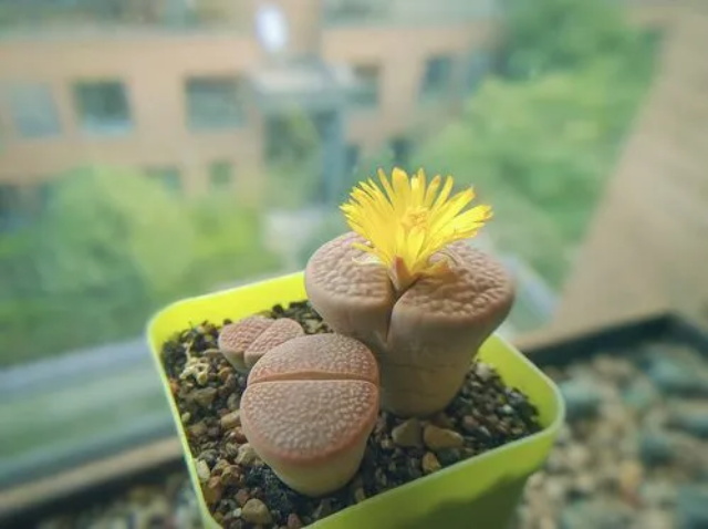 生石花花语有何含义呢？