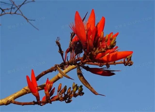 刺桐花的花语是什么？