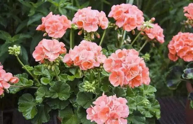 天竺葵的花语 天竺葵来历