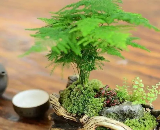 文竹的花语象征永恒