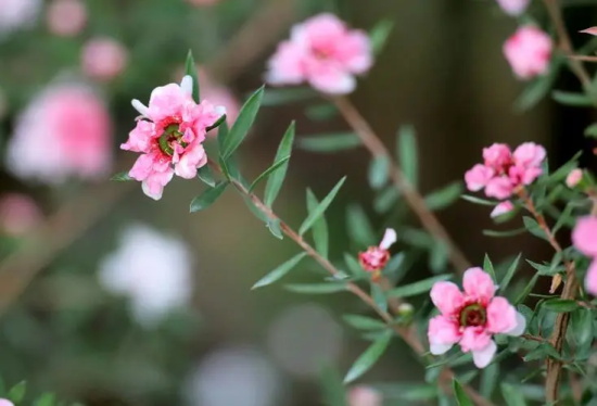 松红梅的花语