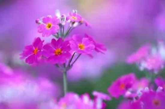 冬樱花、重瓣樱花、樱花草花语
