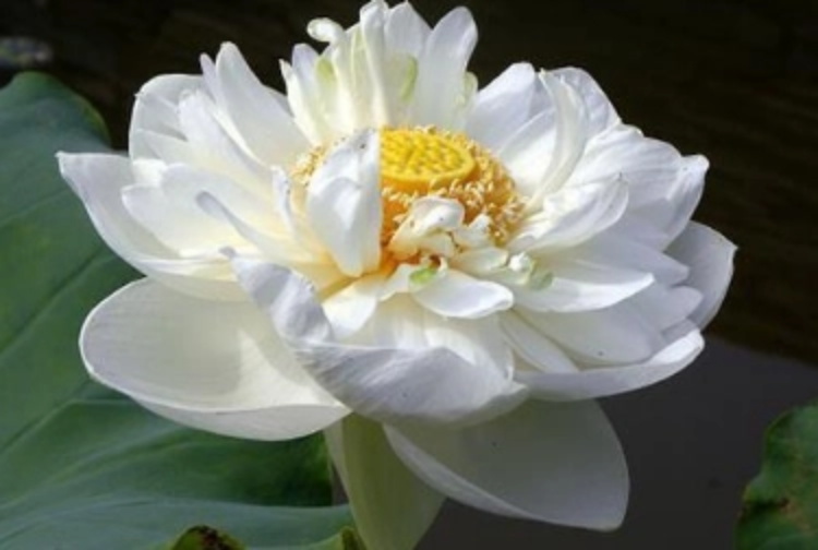 雪莲花花语