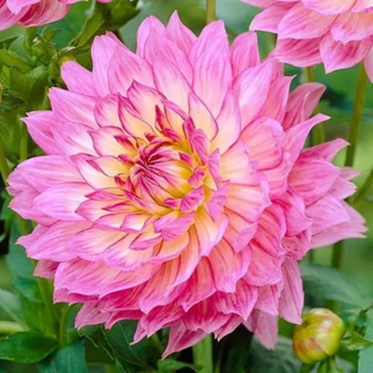 大丽花花语象征着什么意义