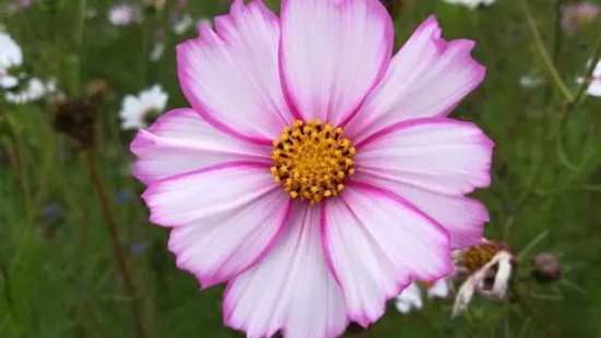 花语大全：什么花的花语是坚强？