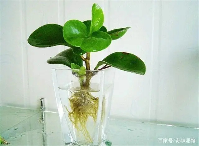 豆瓣绿的花语是什么