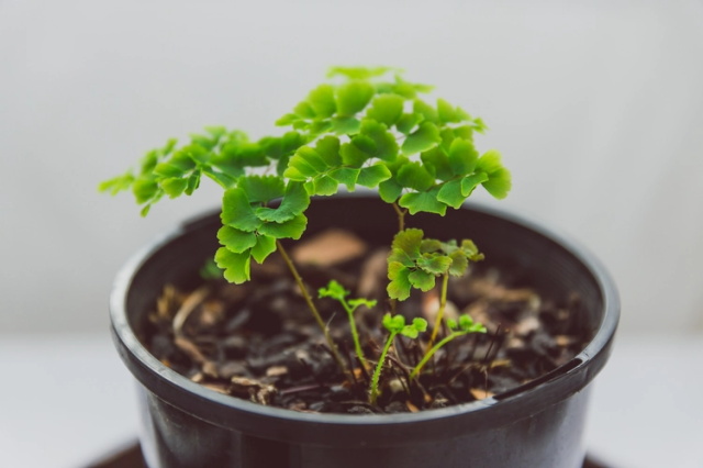 铁线蕨花语含义