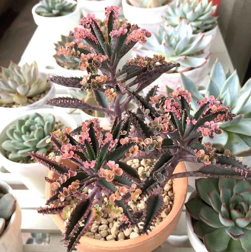 家里养什么花好养活(吸甲醛最快最有效的植物)