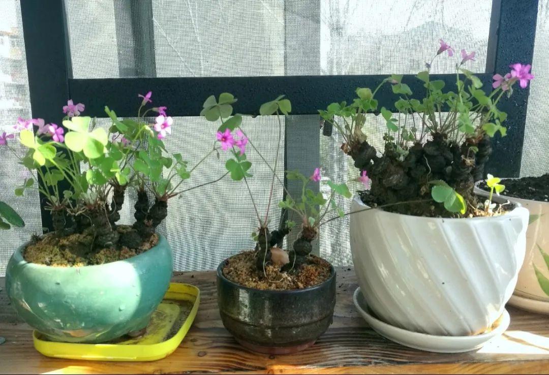 好看的室内植物盆景十大排名(分享易活的客厅绿植)