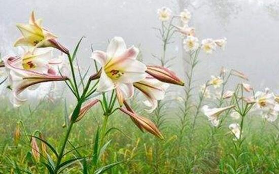 水仙百合花期多久(百合开花后留种球教程)