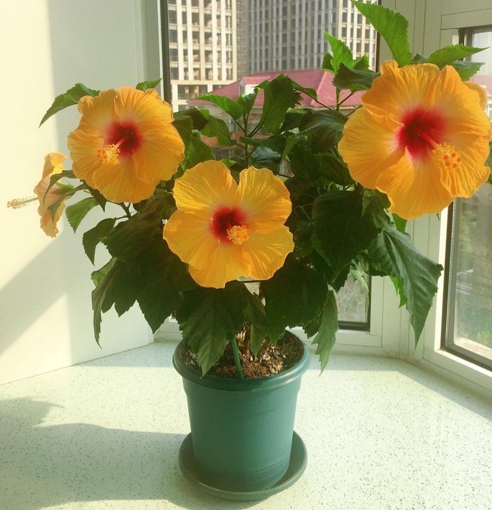 扶桑花怎么养才能开花(关于扶桑花的养殖方法)