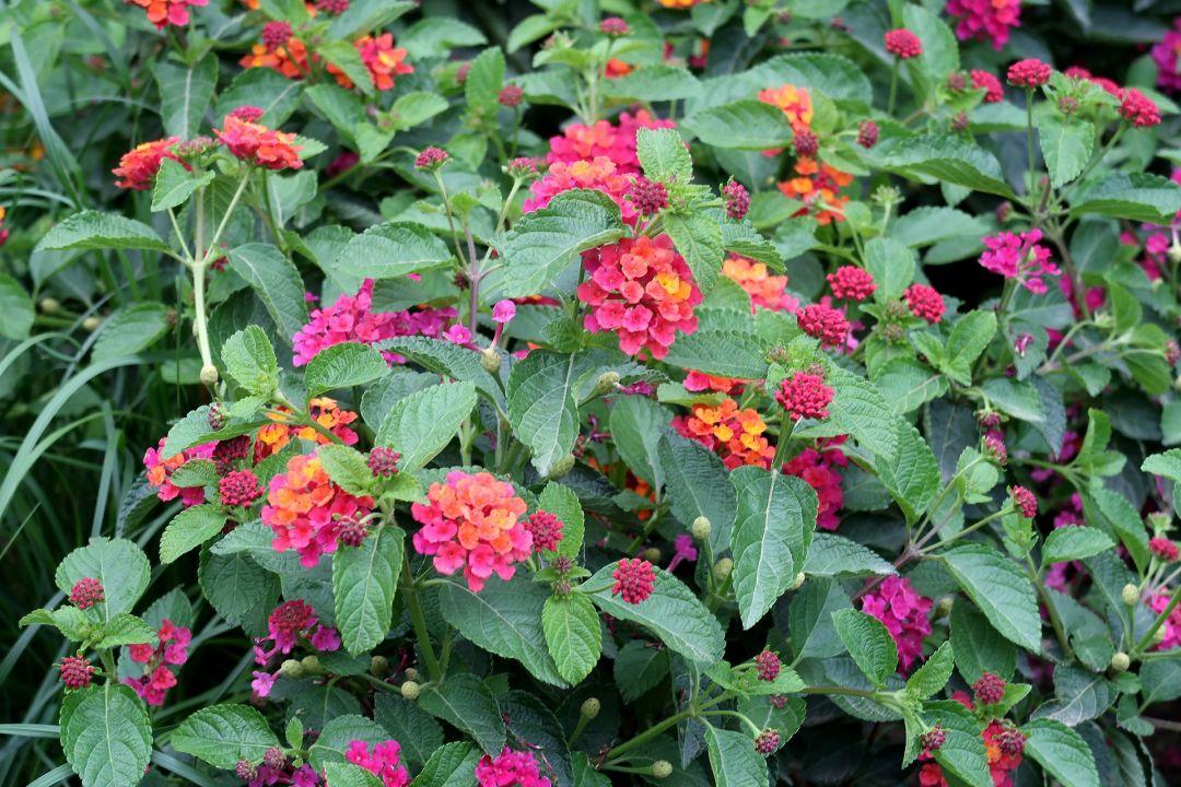 紫花马缨丹花期(介绍马缨丹的特点)