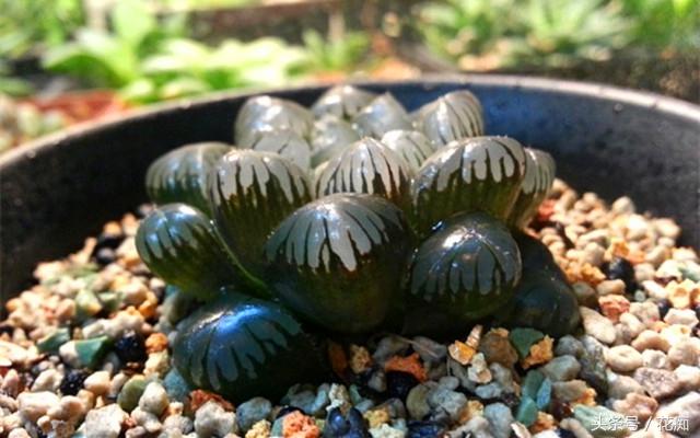 冰灯玉露这么养(适合家里养的旺财多肉植物)