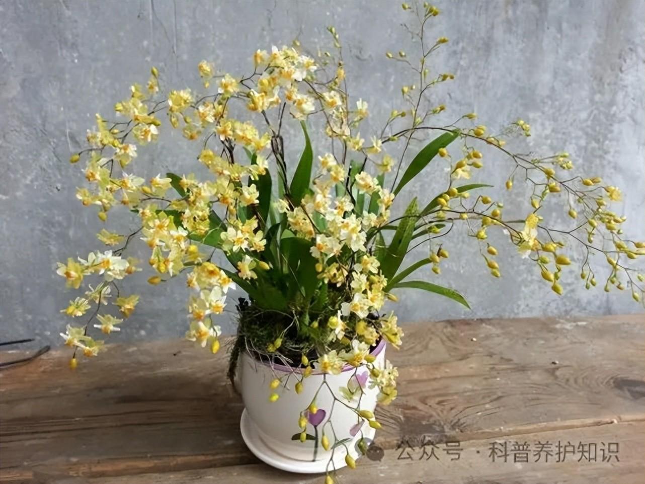 室内花有哪些品种（分享室内盆栽花卉大全）