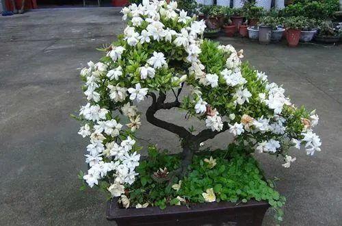 好看的室内植物盆景十大排名(分享易活的客厅绿植)