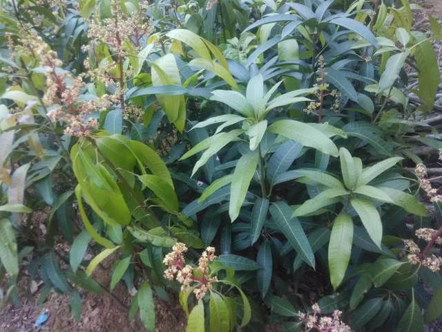 芒果盆栽种植方法大全