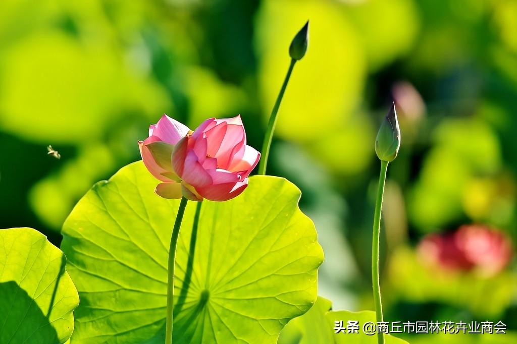 并蒂莲的象征意义是什么(细说并蒂莲的含义)