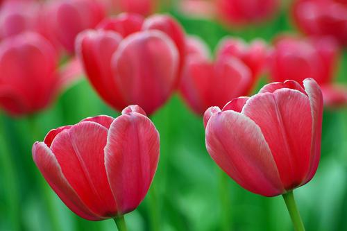 荷兰的国花是什么花(荷兰正式宣布的国花)