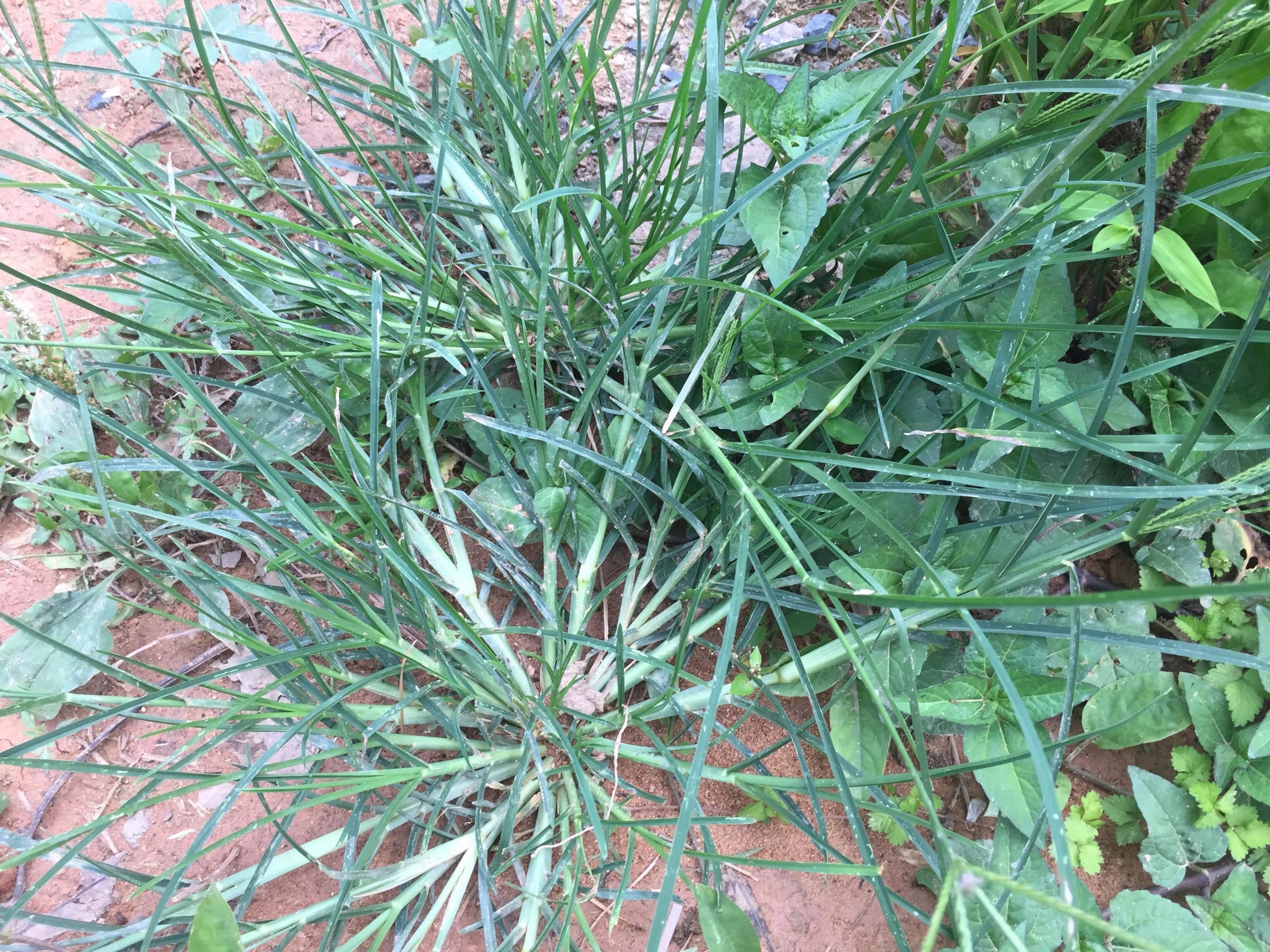常见野草的种类(农村常见的植物名称)