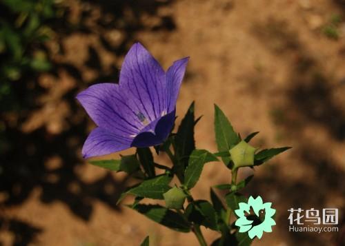 桔梗花语是什么(家里适合养的植物)