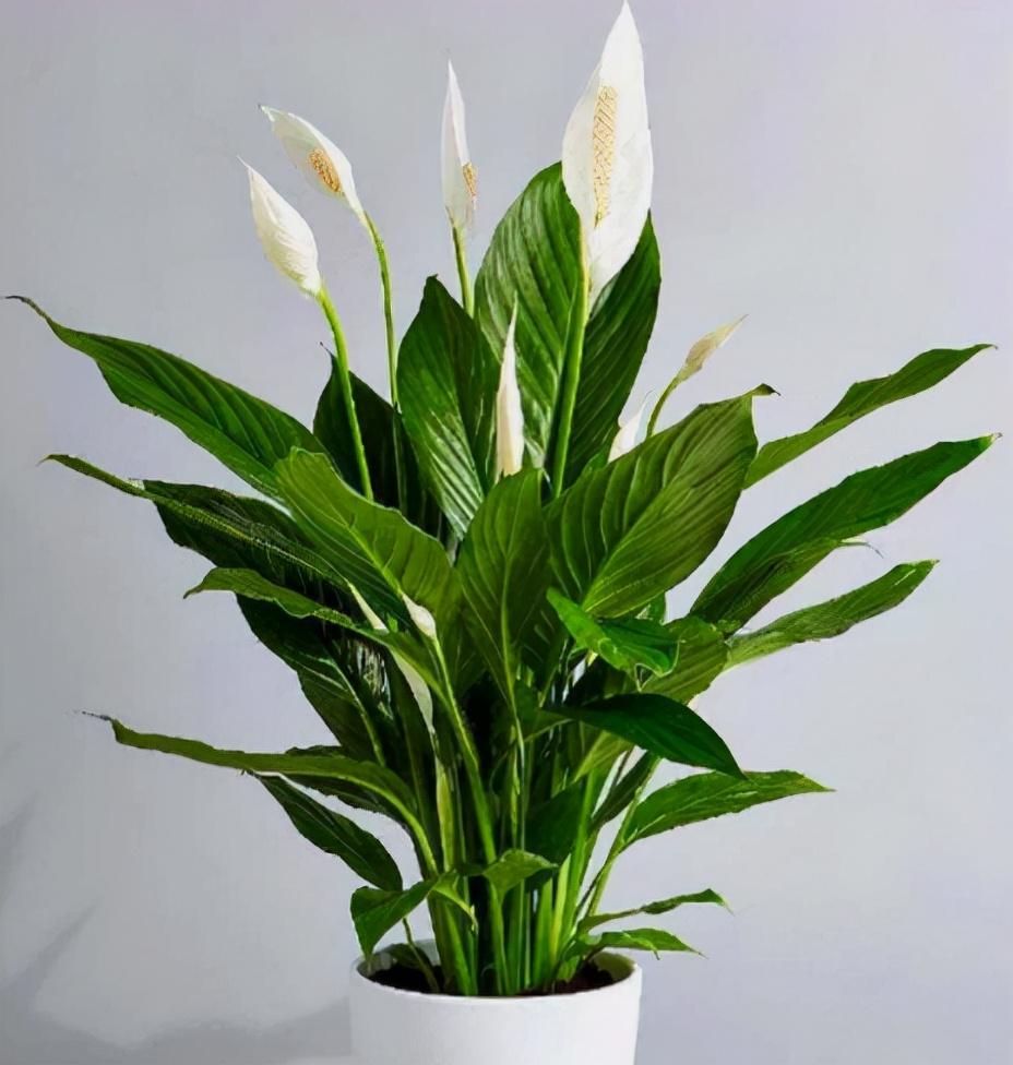 室内绿植什么最好养(适合客厅放的绿植)