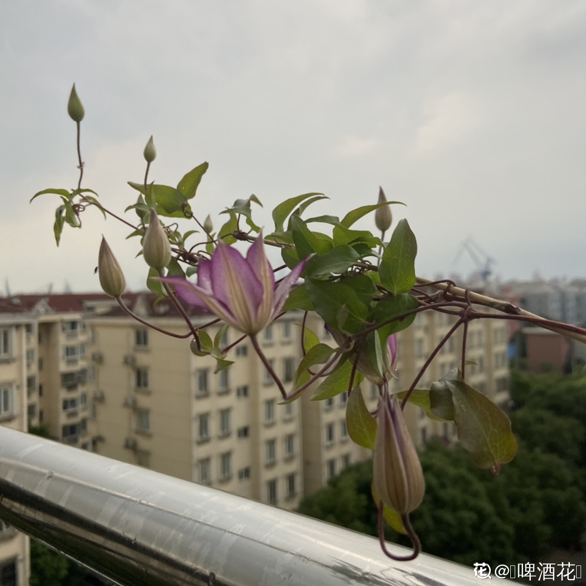 适合阳台种植的花卉有哪些(客厅最旺家的绿植)